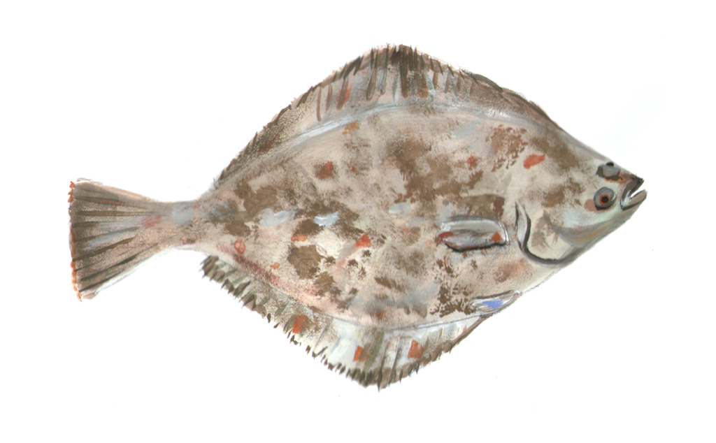 flounder02